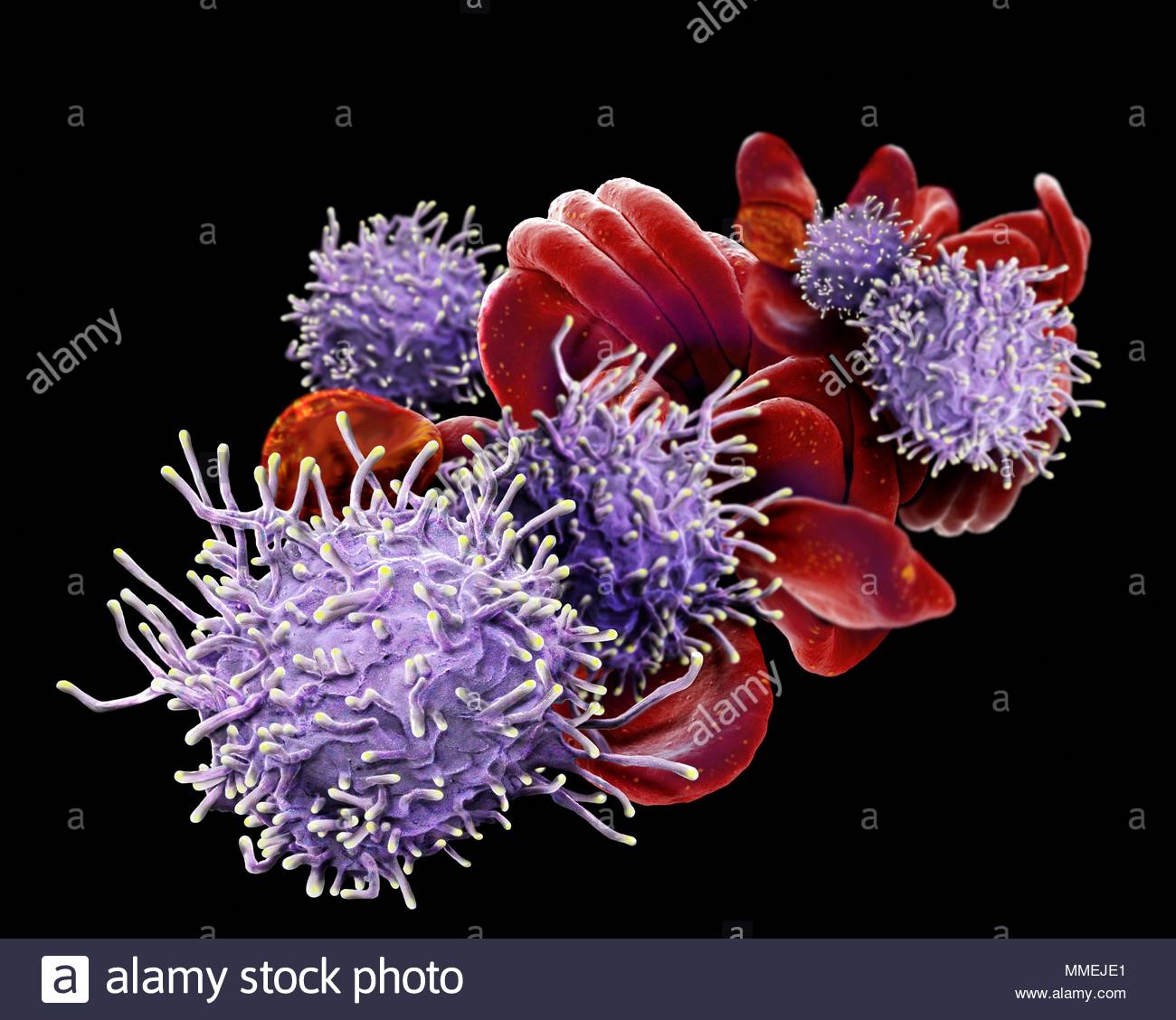 activated-t-lymphocytes-and-red-blood-cells-rbcs-coloured-scanning-electron-micrograph-sem-of-activated-t-lymphocytes-and-rbcs-from-a-human-blood-MMEJE1